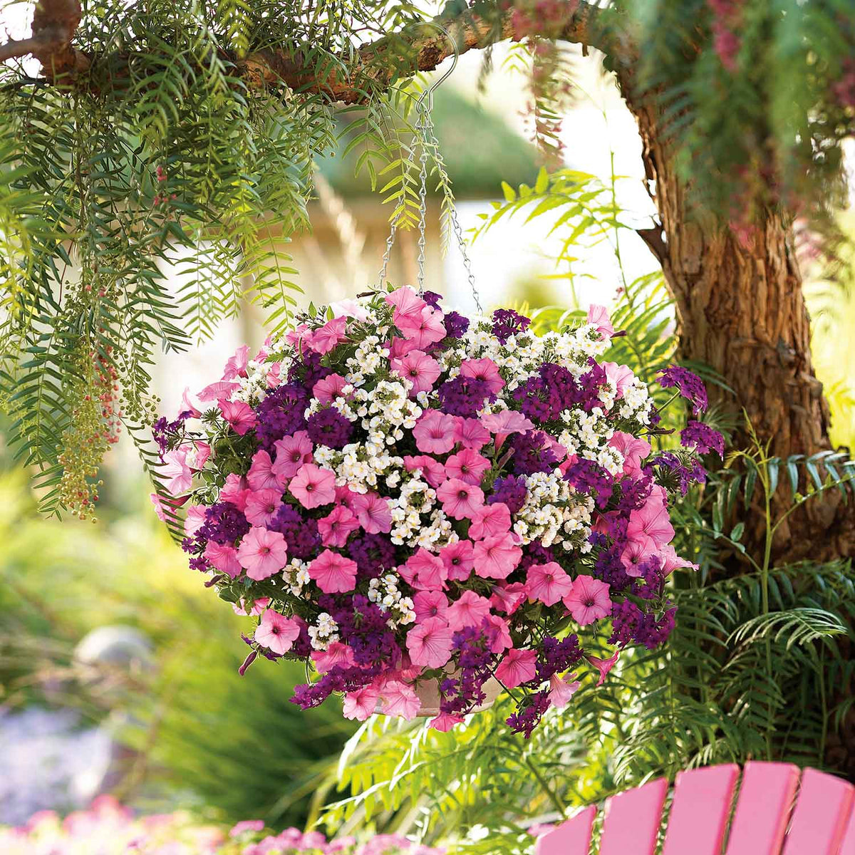 Basket Collection 'Pride & Joy' 12 Super Plugs Buy Hanging Basket