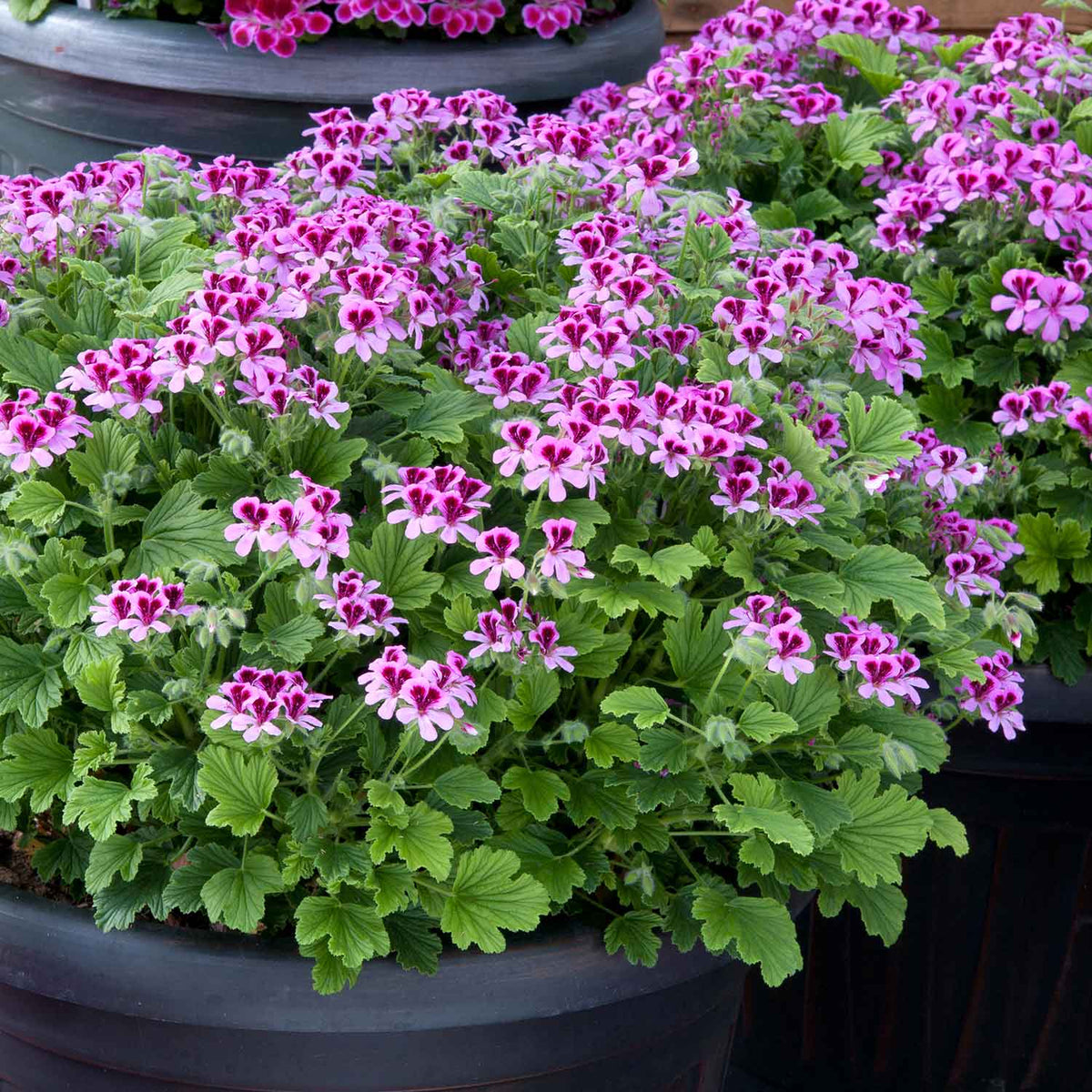 Marshalls 'Geranium Selection' 24 Super Plugs Buy Geranium Plants