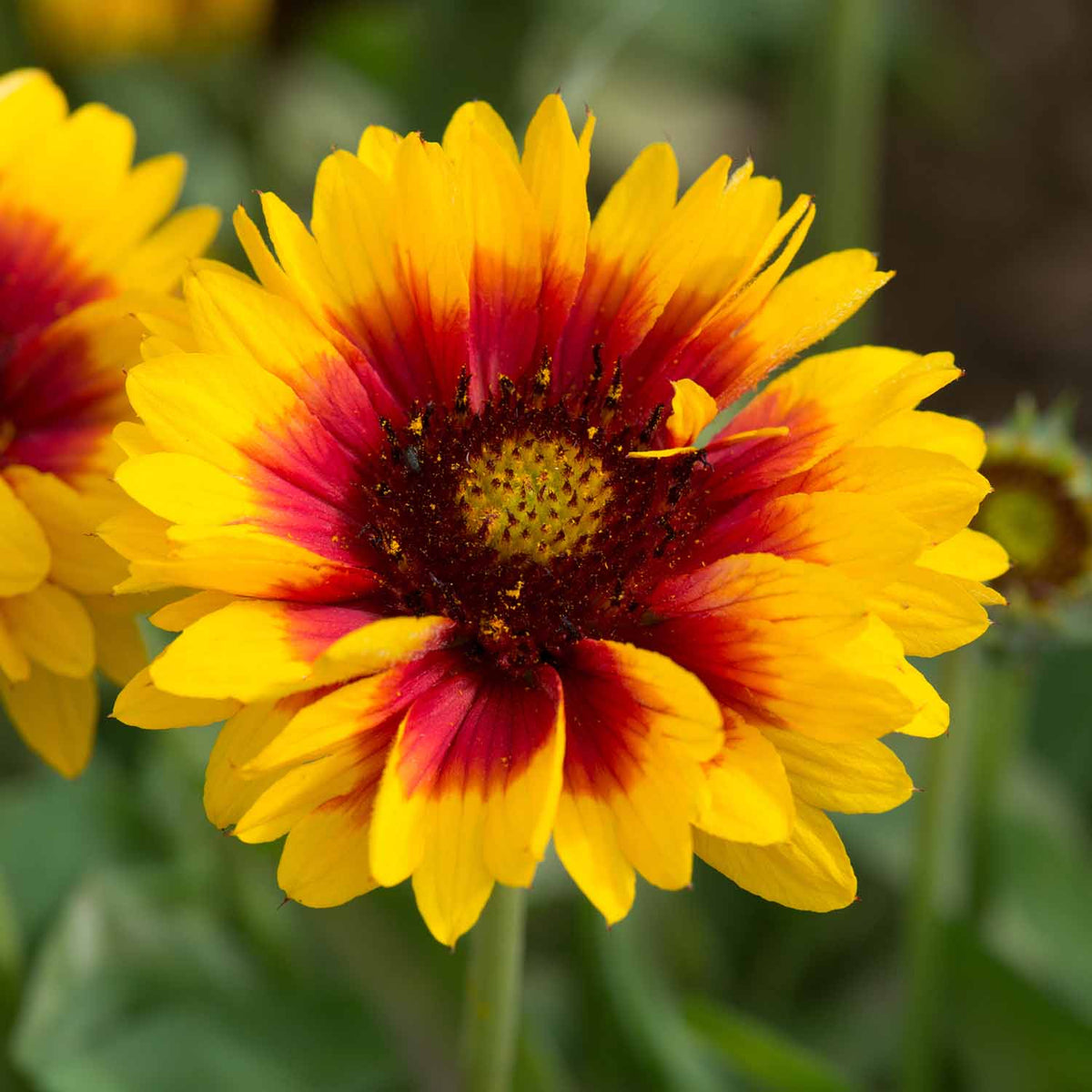 Mesa bright cheap bicolor blanket flower