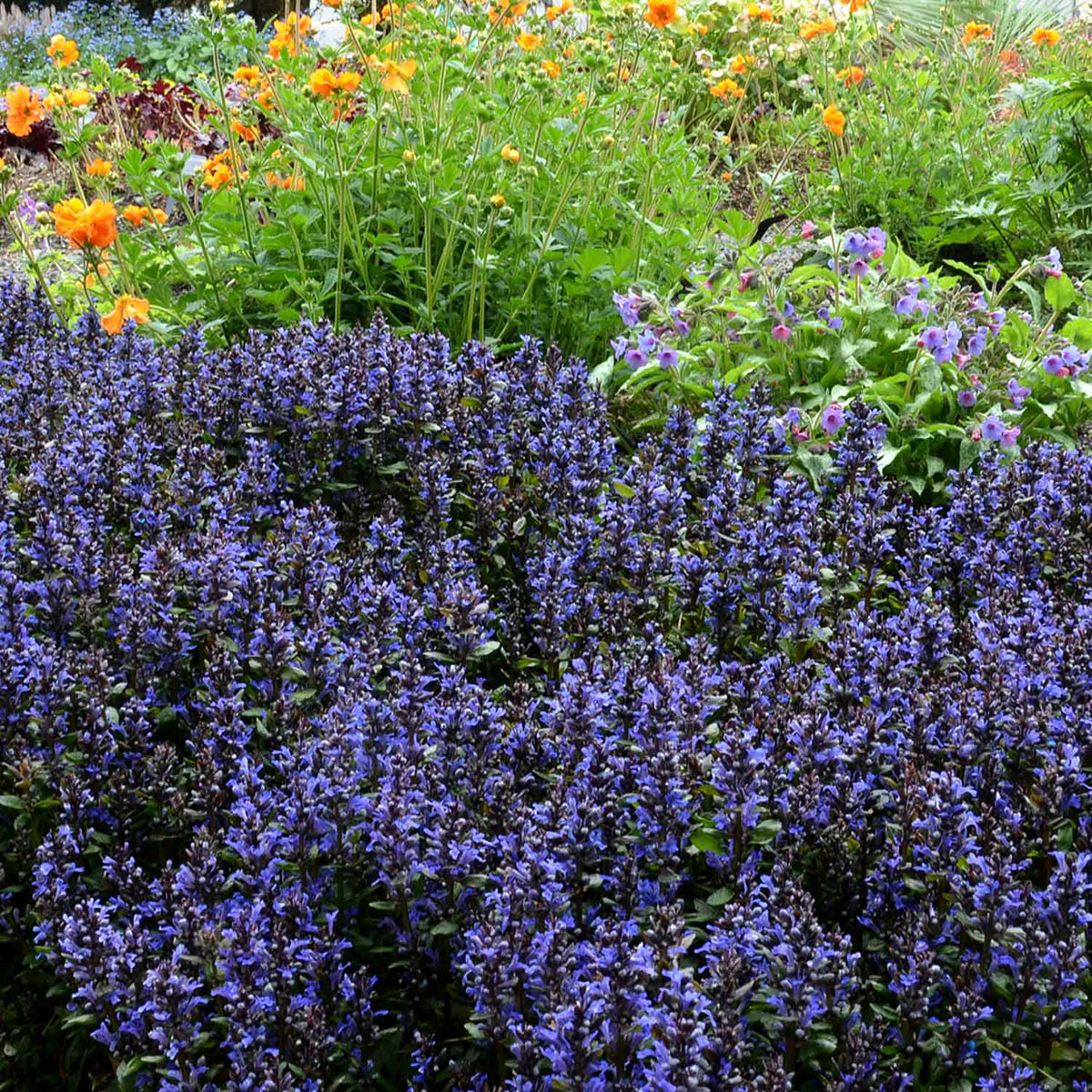Ajuga reptans 'Blueberry Muffin' 2L Buy Ajuga Plants Online Ajuga