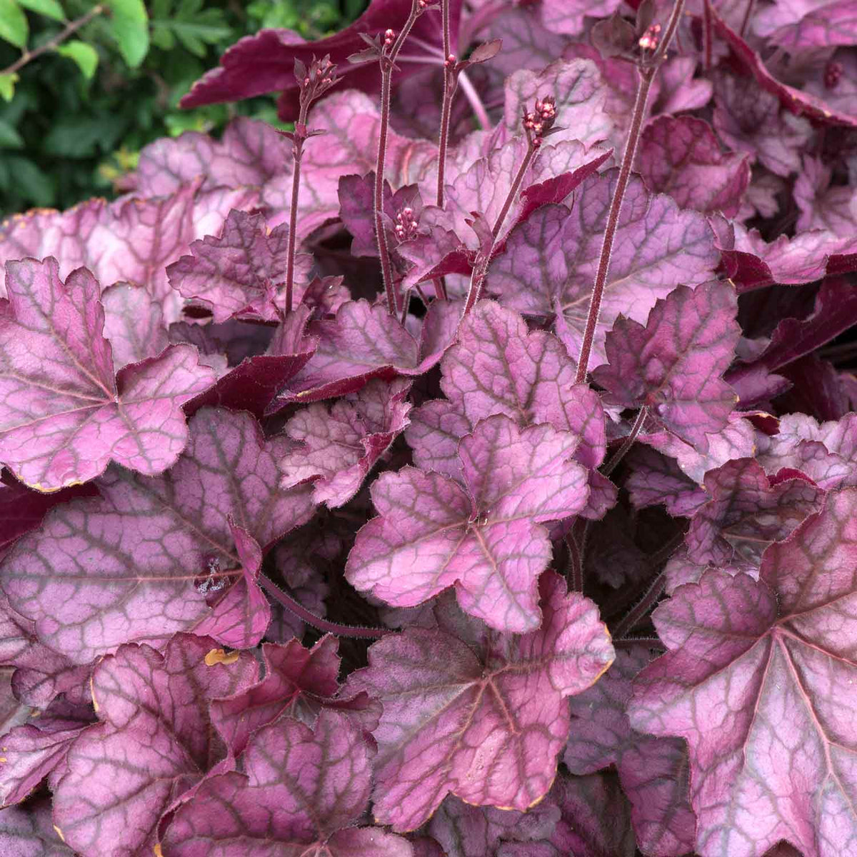 Heuchera 'Wild Rose' 9cm Plant Buy Heuchera Plants Online