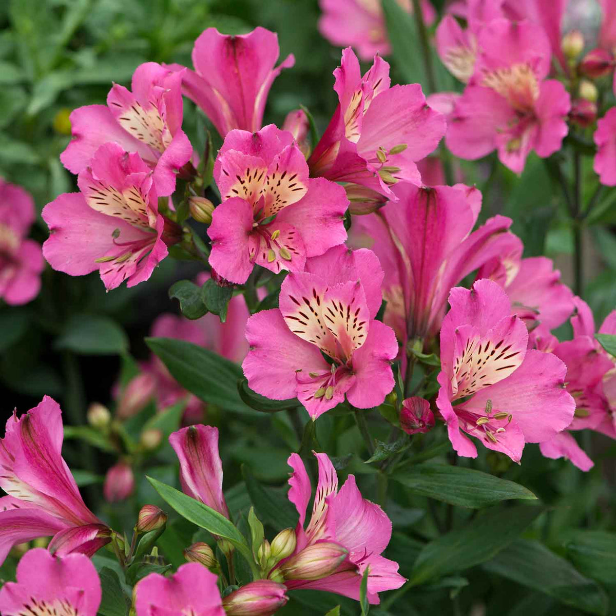 Alstroemeria Plant 'Summer Saint' 3 x Garden Ready Plants Buy