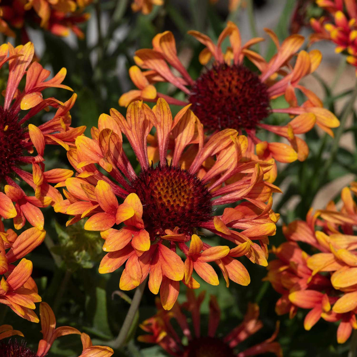 Gaillardia Fanfare Amber Glow 3 Garden Ready Plug Plants Buy