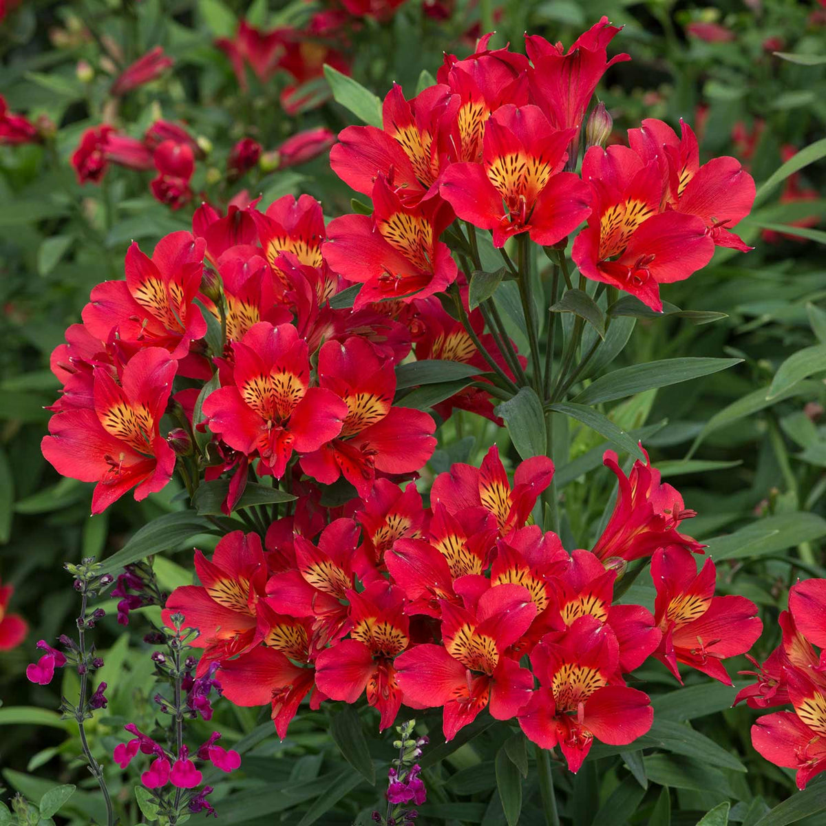Alstroemeria Plant 'Summer Heat' 3 x Garden Ready Plug Plants Buy