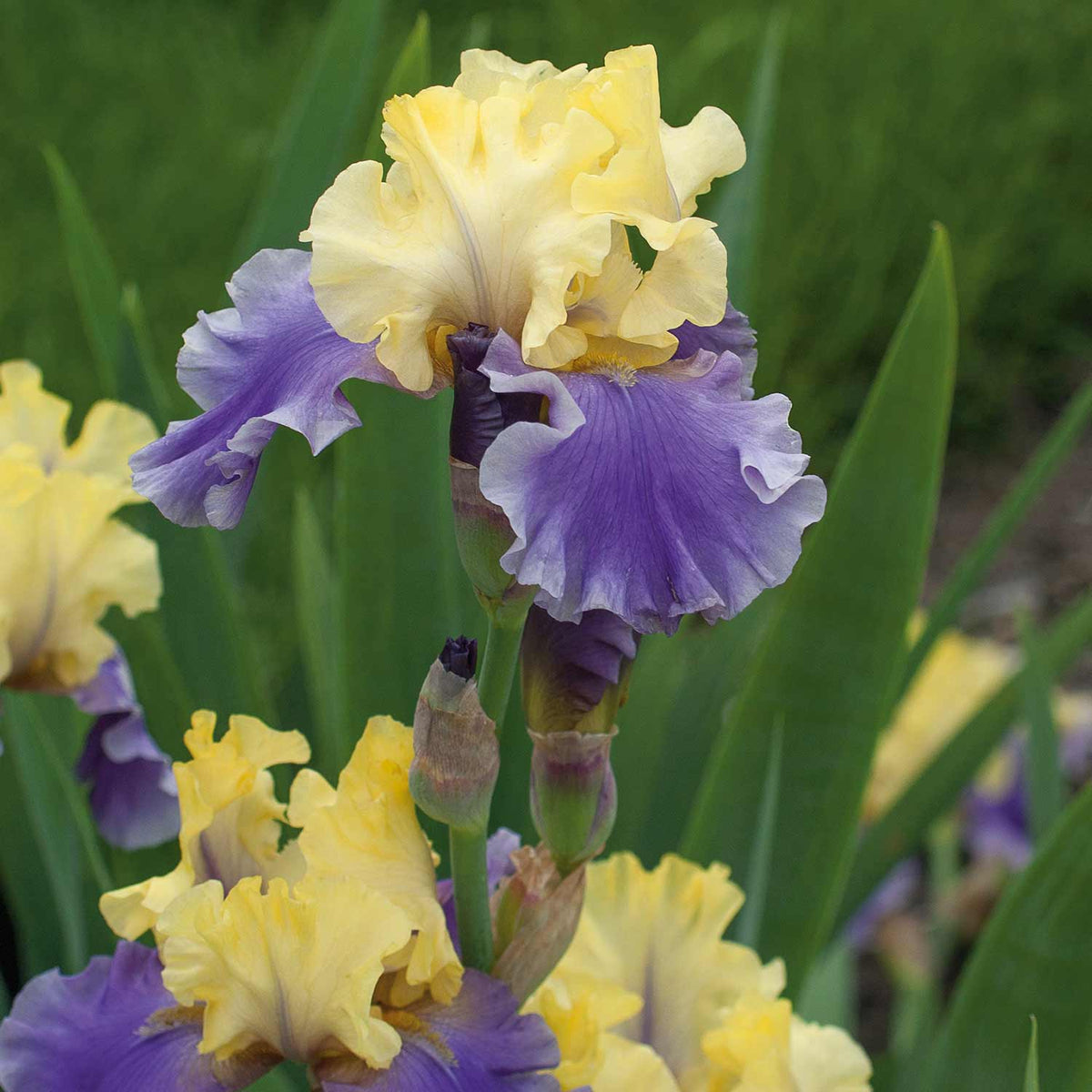 Buy Iris germanica Edith Wolford Bare Root Online Marshalls