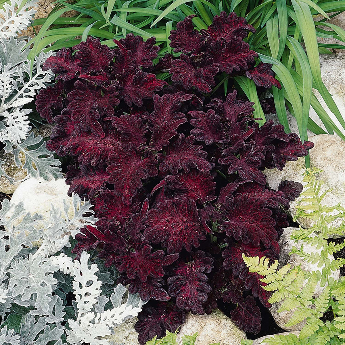 Coleus 'Black Dragon' 6 Plugs Buy Coleus Plants Online Coleus