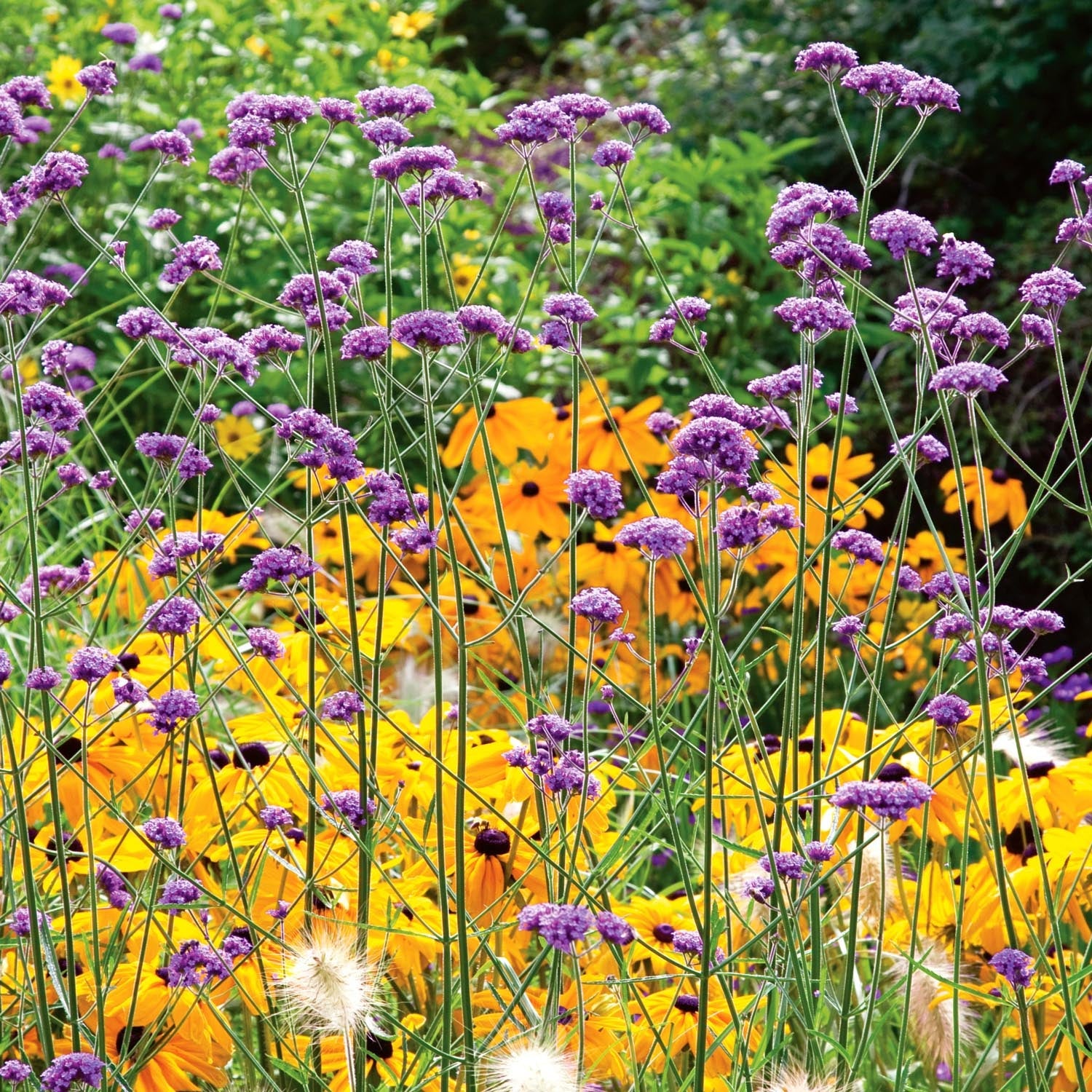 Verbena Plant 'Bonariensis'