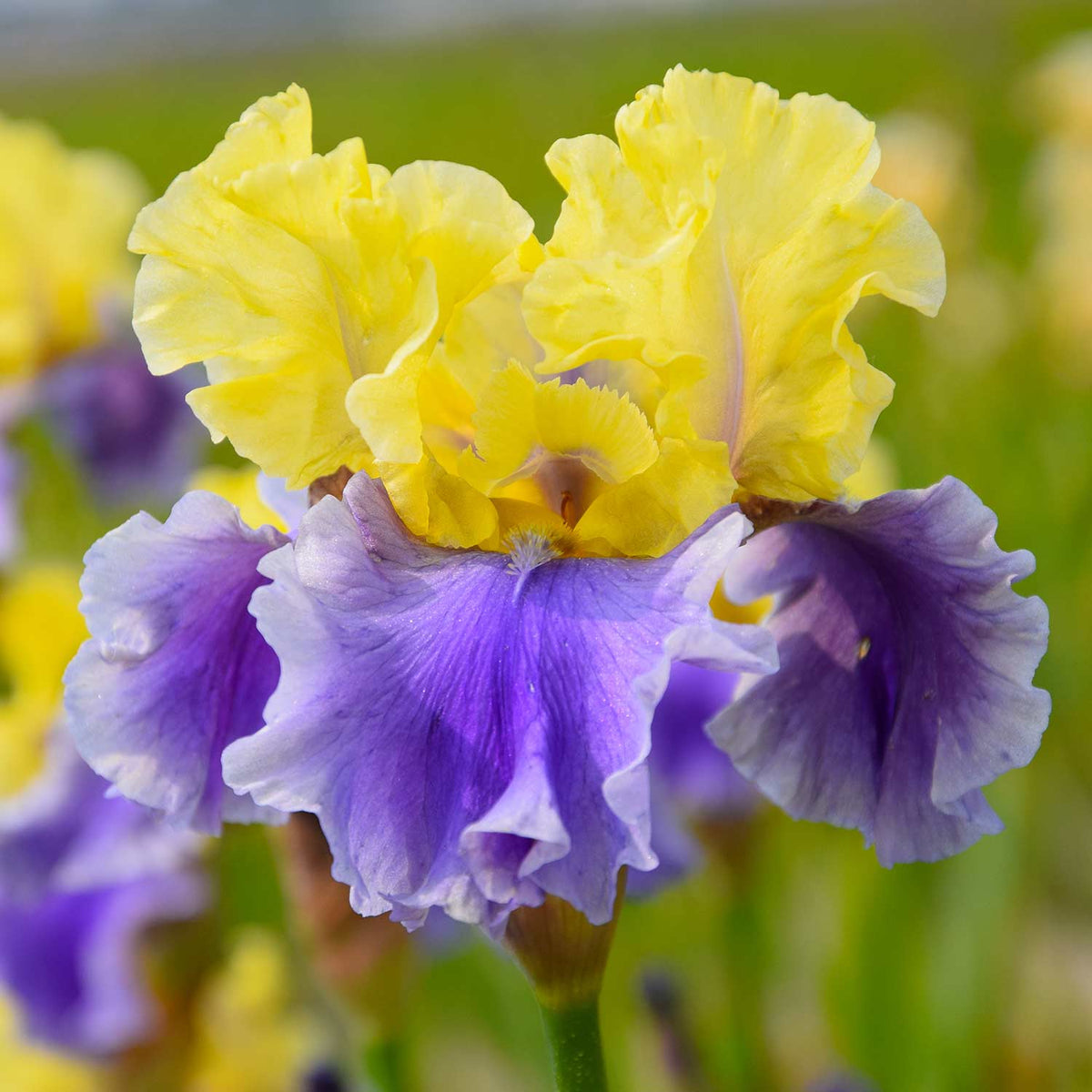 Iris germanica Bearded Iris Collection 3 Bare Roots