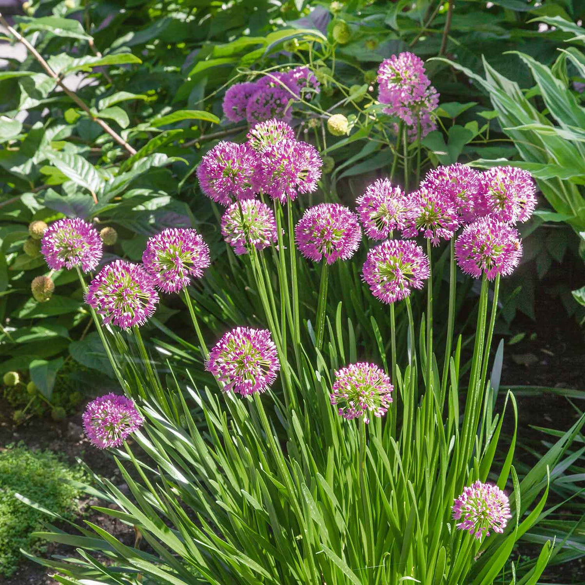 Allium 'Millennium' 9cm Plant Buy Allium Plants Online Allium