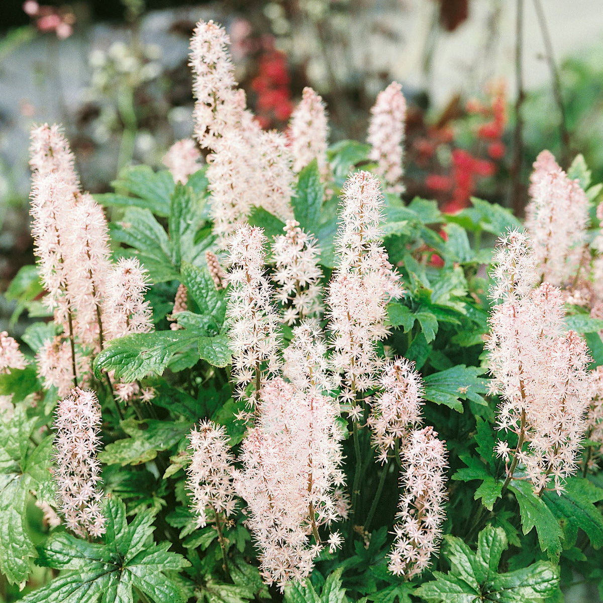 Tiarella Pink Skyrocket  Pink Skyrocket Foam Flower