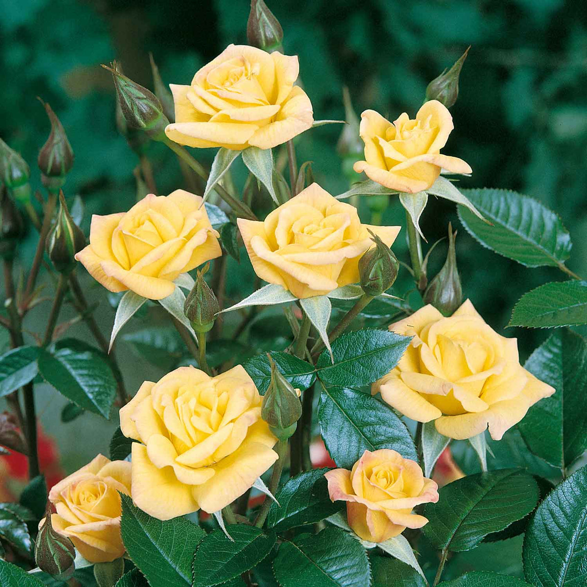 Climbing Rose 'Laura Ford' Bare Root Buy Rose Plant Online Rose Plant for Sale Marshalls