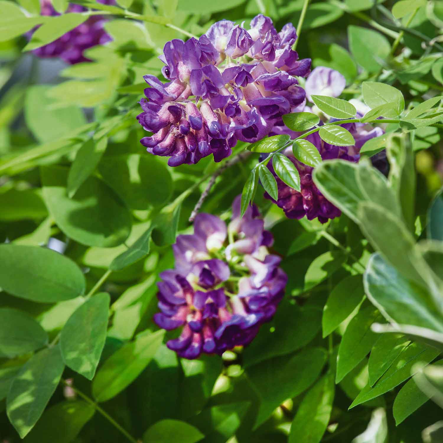 wisteria sinensis longwood purple Wisteria Plant 'Longwood Purple'