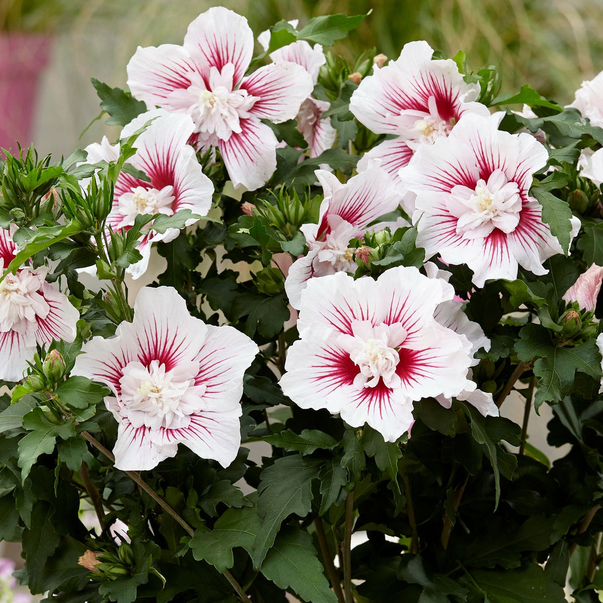 Hibiscus Syriacus 'Starburst Chiffon' 3Ltr Plant Buy Hibiscus