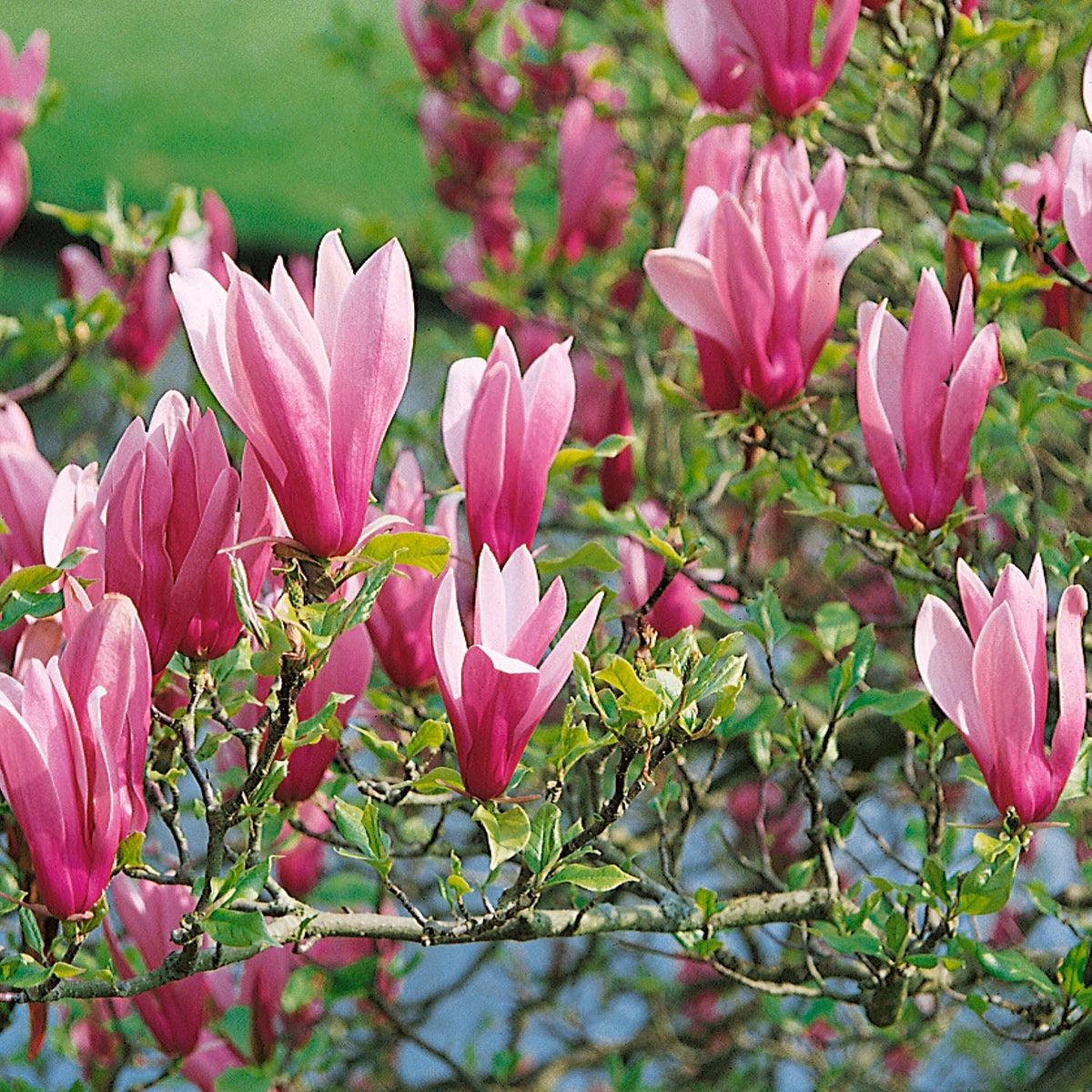 Magnolia liliflora 'Nigra' 3Ltr Plant Buy Magnolia Plants Online