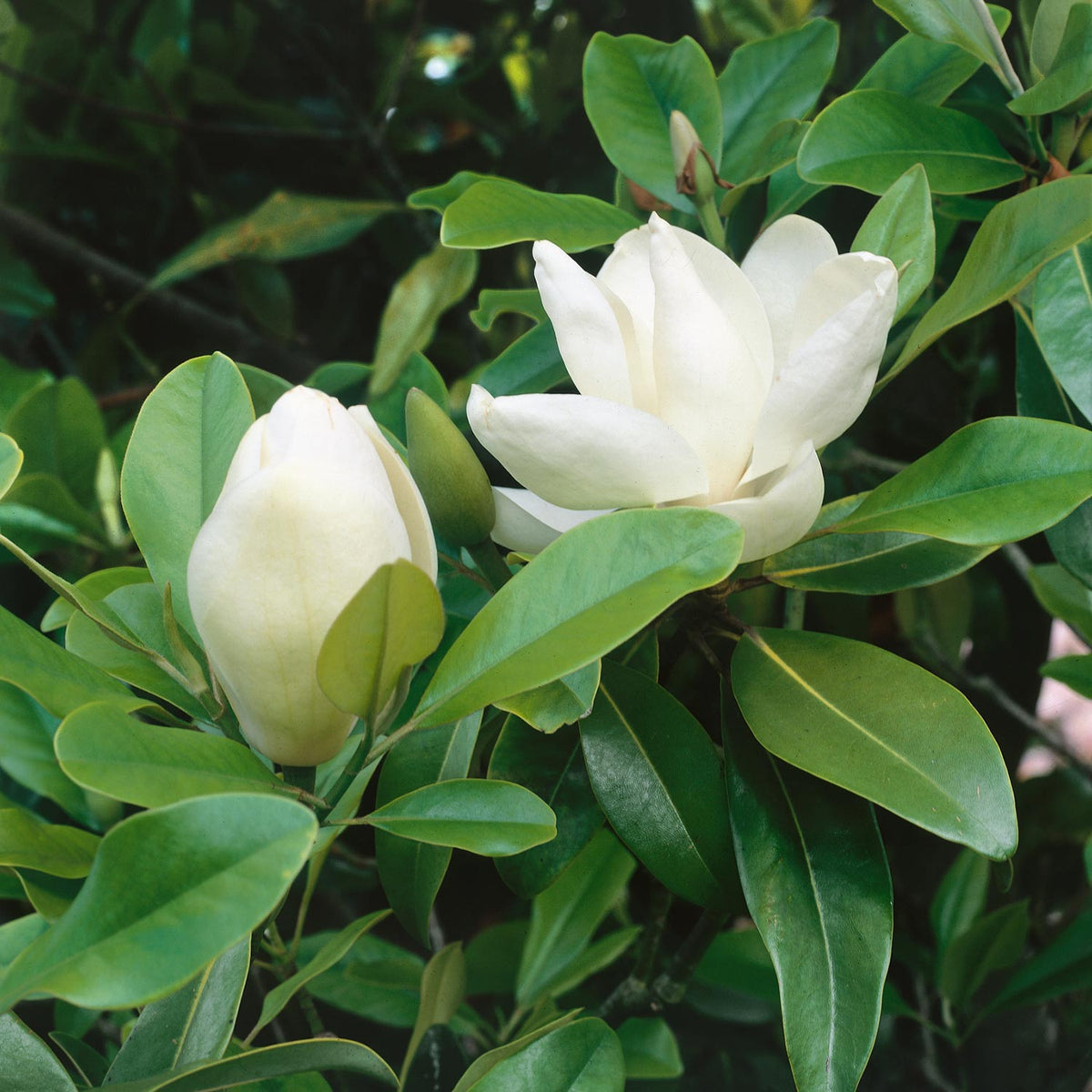 Magnolia Grandiflora 3Ltr Plant Buy Magnolia Plants Online