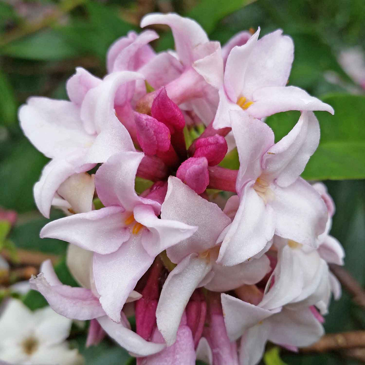 Daphne Odora 'Perfume Princess' 2Ltr Plant Buy Daphne Plants Online