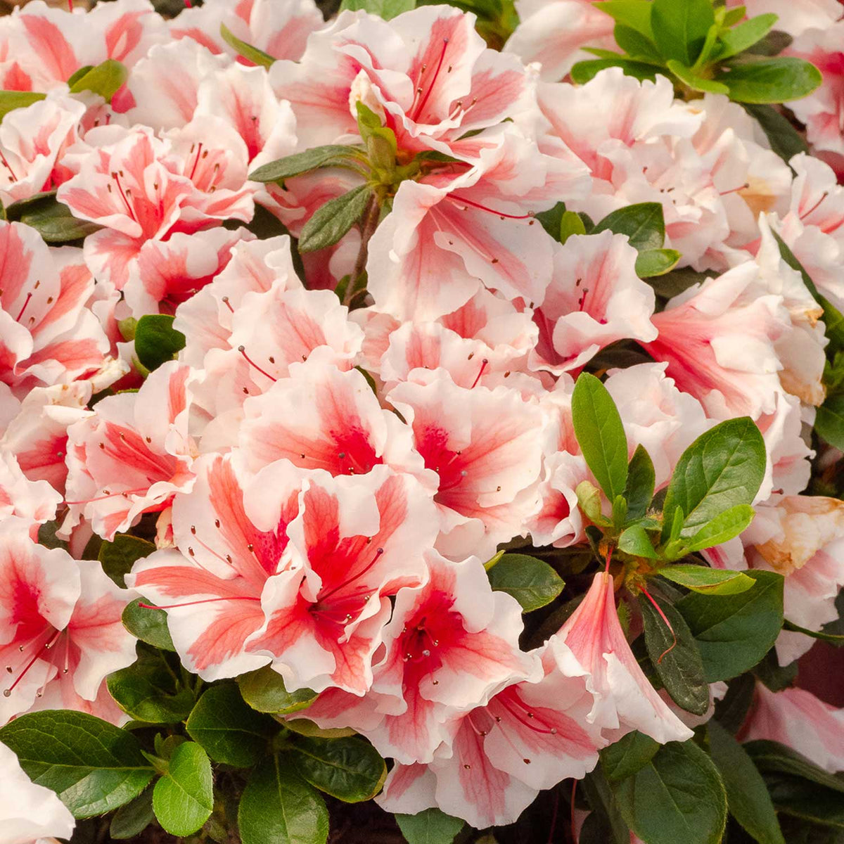 Azalea Encore 'Autumn Starburst' 9cm Plant Buy Azalea Plants Online Azalea Plants for Sale