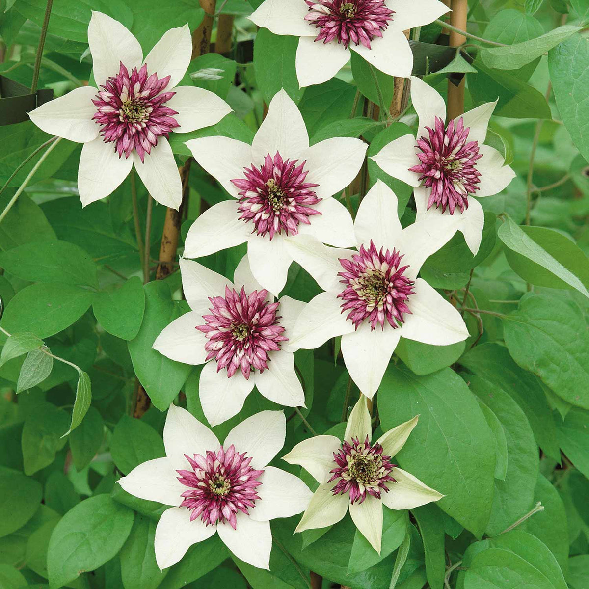 Clematis 'Florida Sieboldii' 3Ltr Plant Buy Clematis Plants Online Clematis Plants for Sale