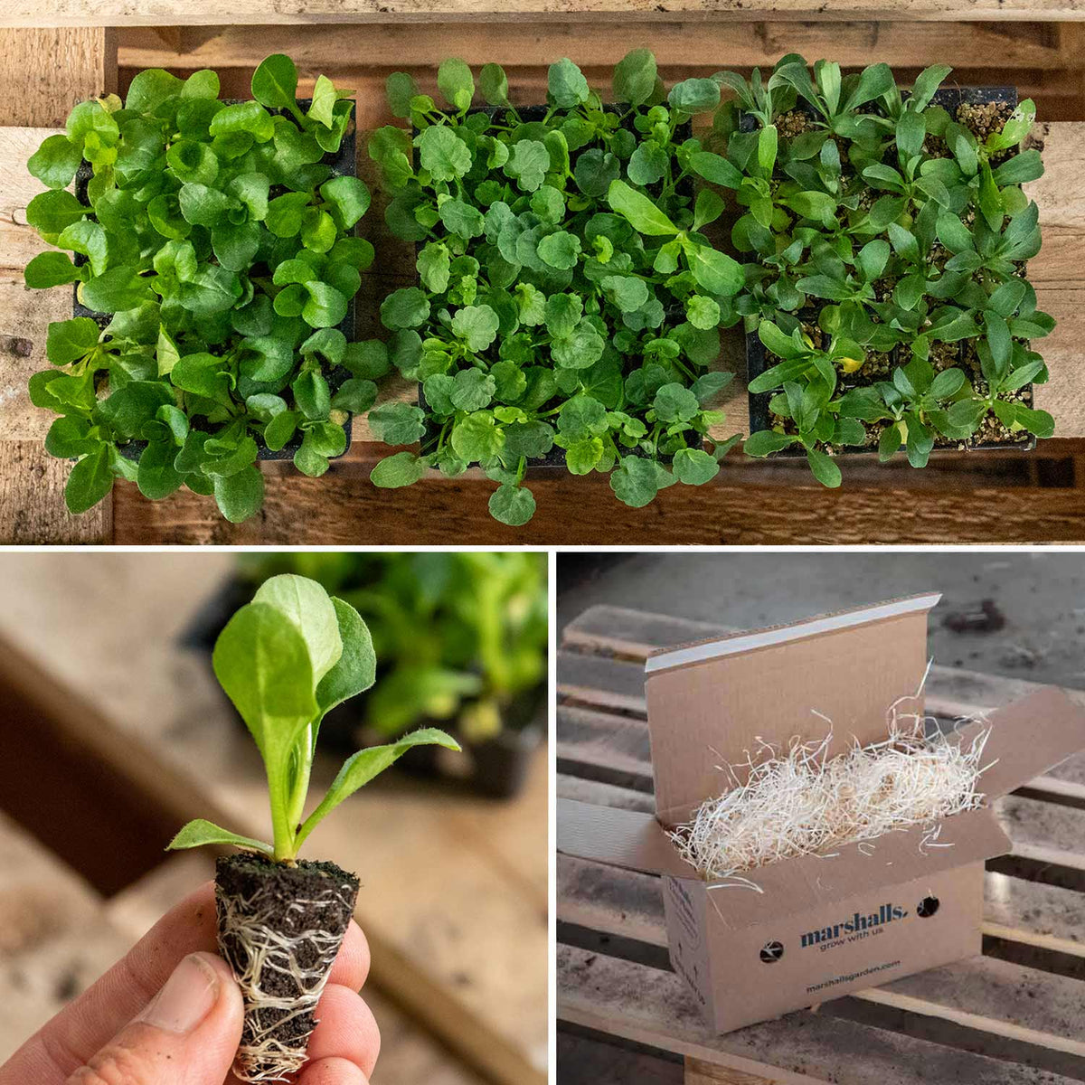 Marshalls Winter and Spring Bedding 60 Seedlings Buy Winter