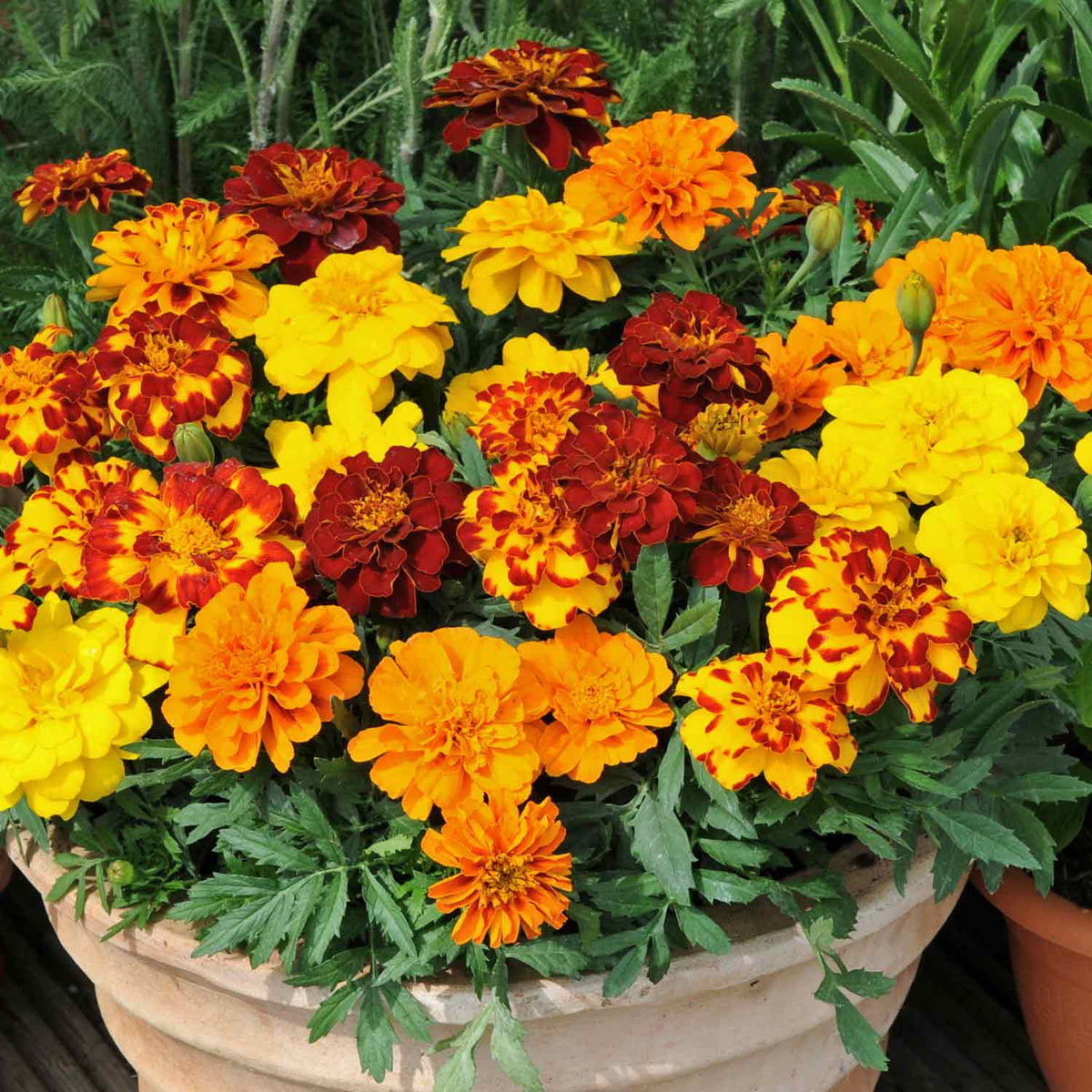Marigold 'Durango Select Mixed' 12 Garden Ready Plants Buy Marigold