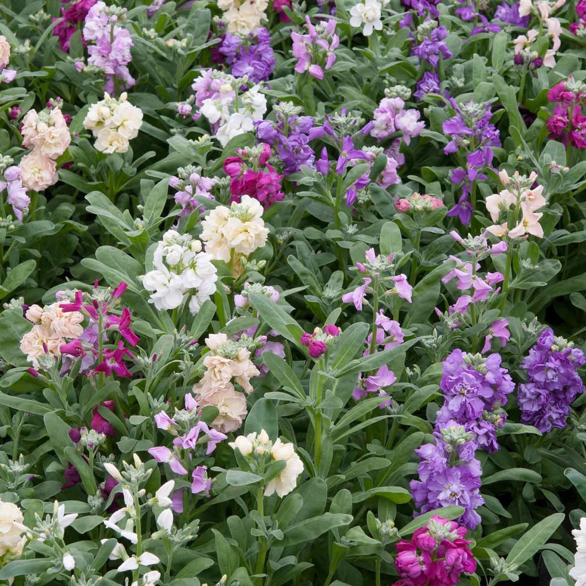 Stocks 'Vintage Mixed' 12 Garden Ready Plants Buy Stock Plants