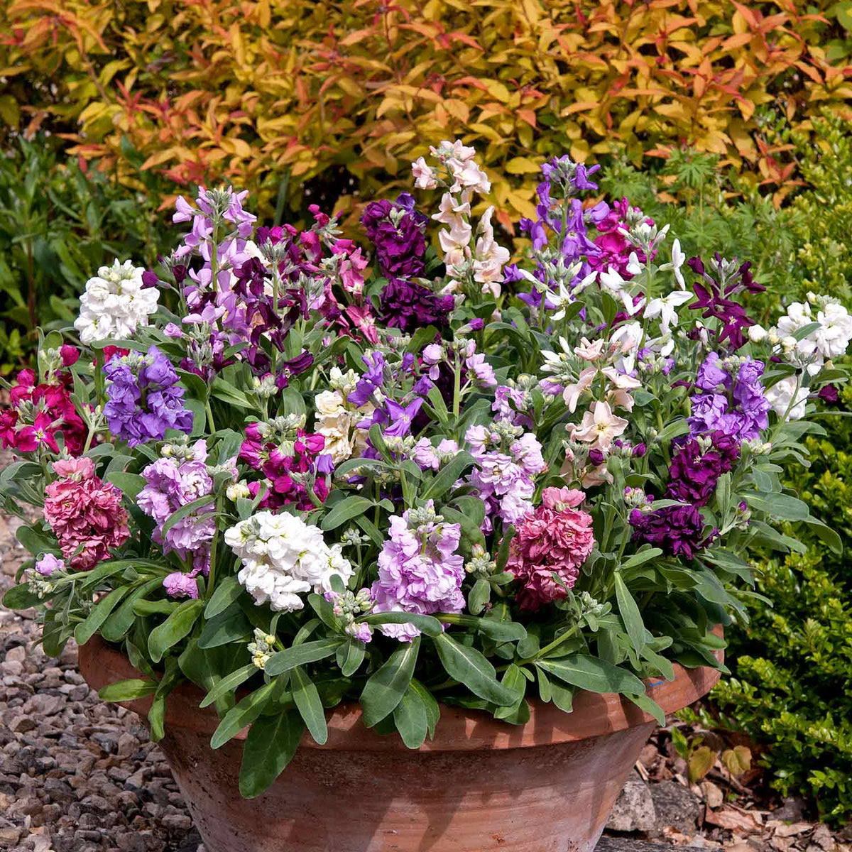 Stocks 'Vintage Mixed' 12 Garden Ready Plants Buy Stock Plants