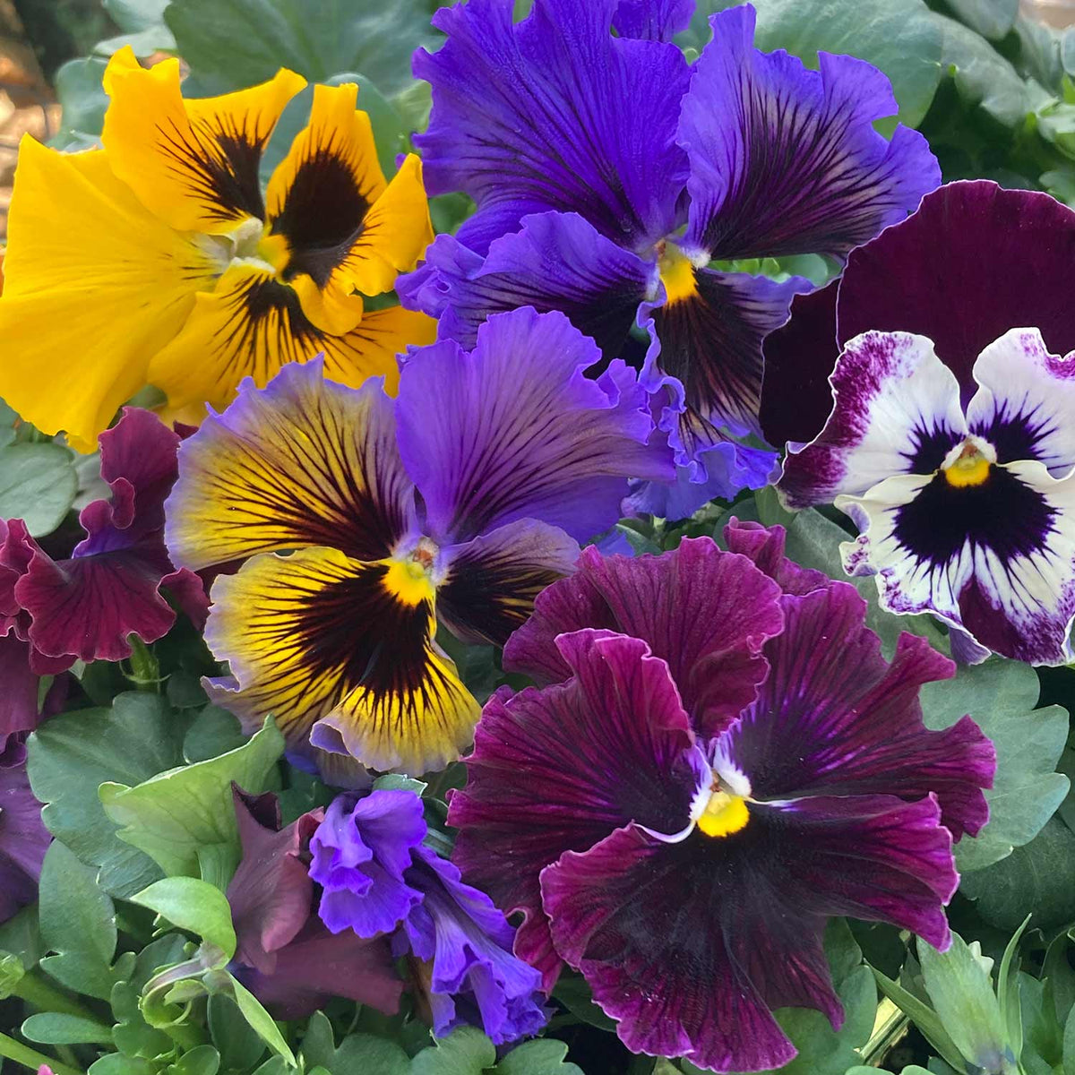 Pansy 'Frizzle Sizzle Mix' 12 Garden Ready Plants Buy Pansy Plants
