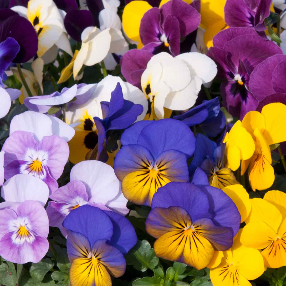 Viola 'Sorbet Mix' 12 Garden Ready Plants Buy Viola Plants Online