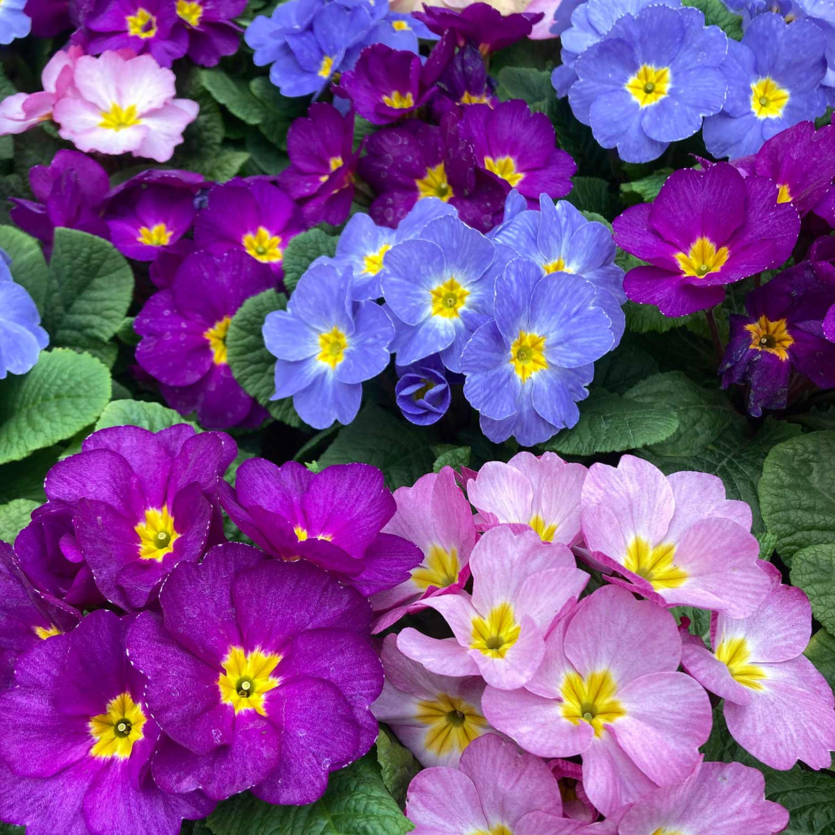 Primrose 'Provence Mix' 12 Garden Ready Plants Buy Primrose Plants