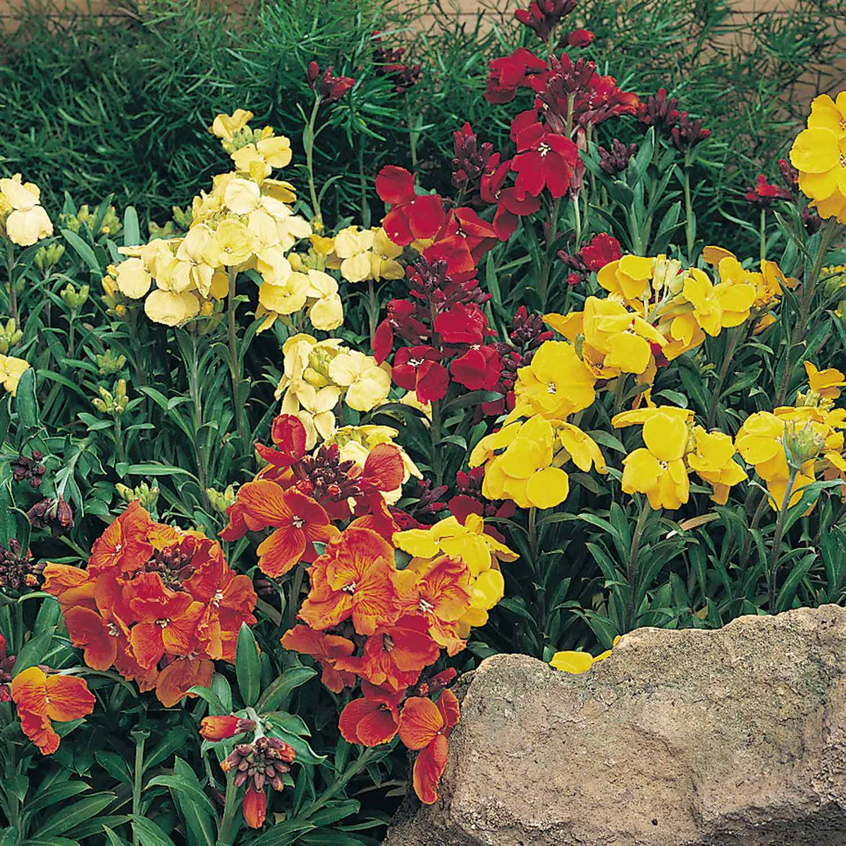 Wallflower 'Dwarf Bedder Mix' 12 Garden Ready Plants Buy Wallflower