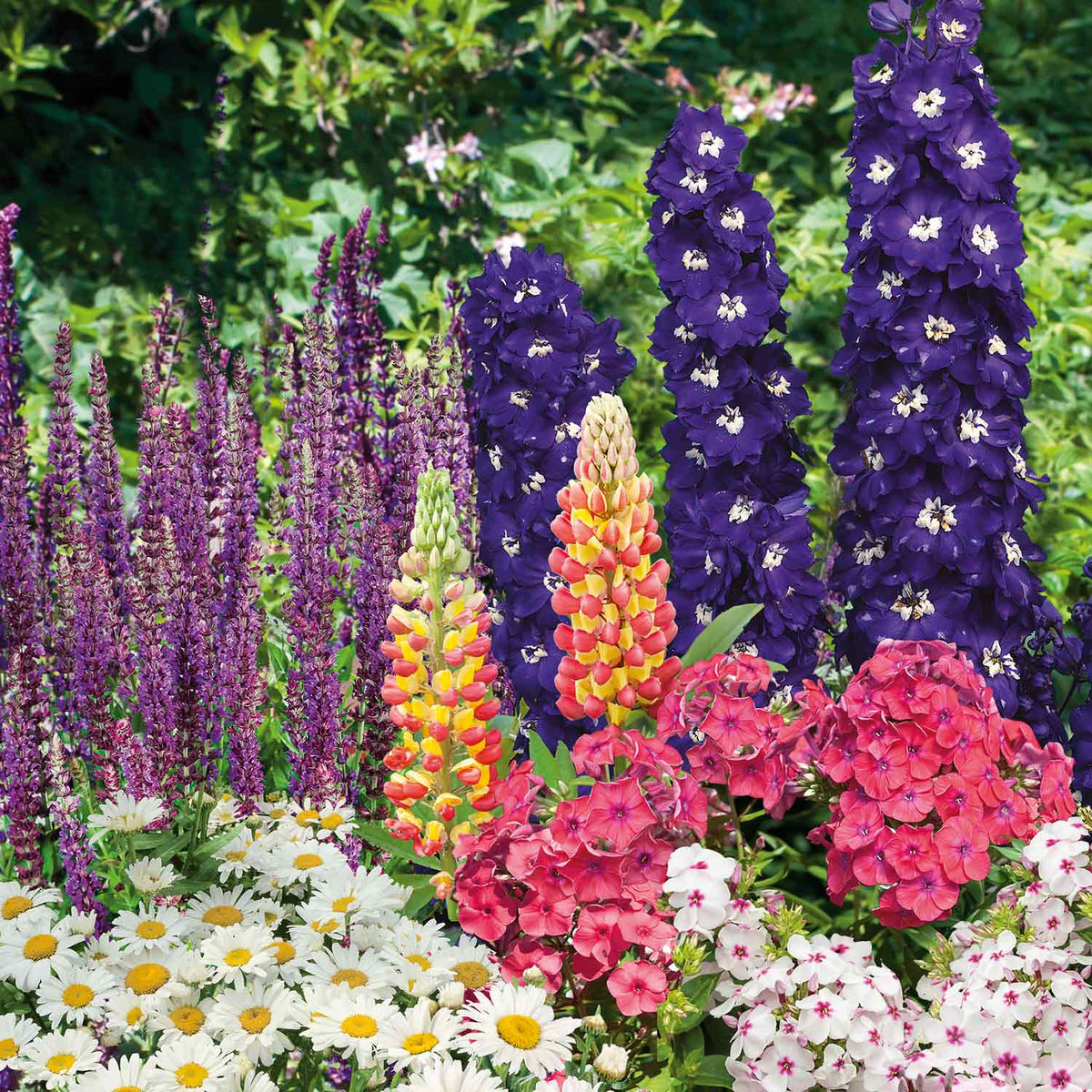 Marshalls Autumn Spring Cottage Garden Selection 48 Garden Ready Plugs