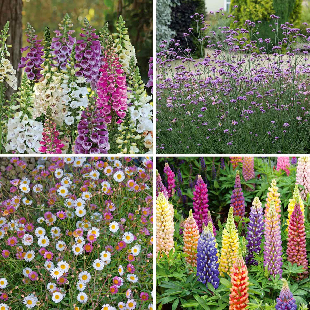 Marshalls Autumn Spring Cottage Garden Selection 48 Garden Ready Plugs