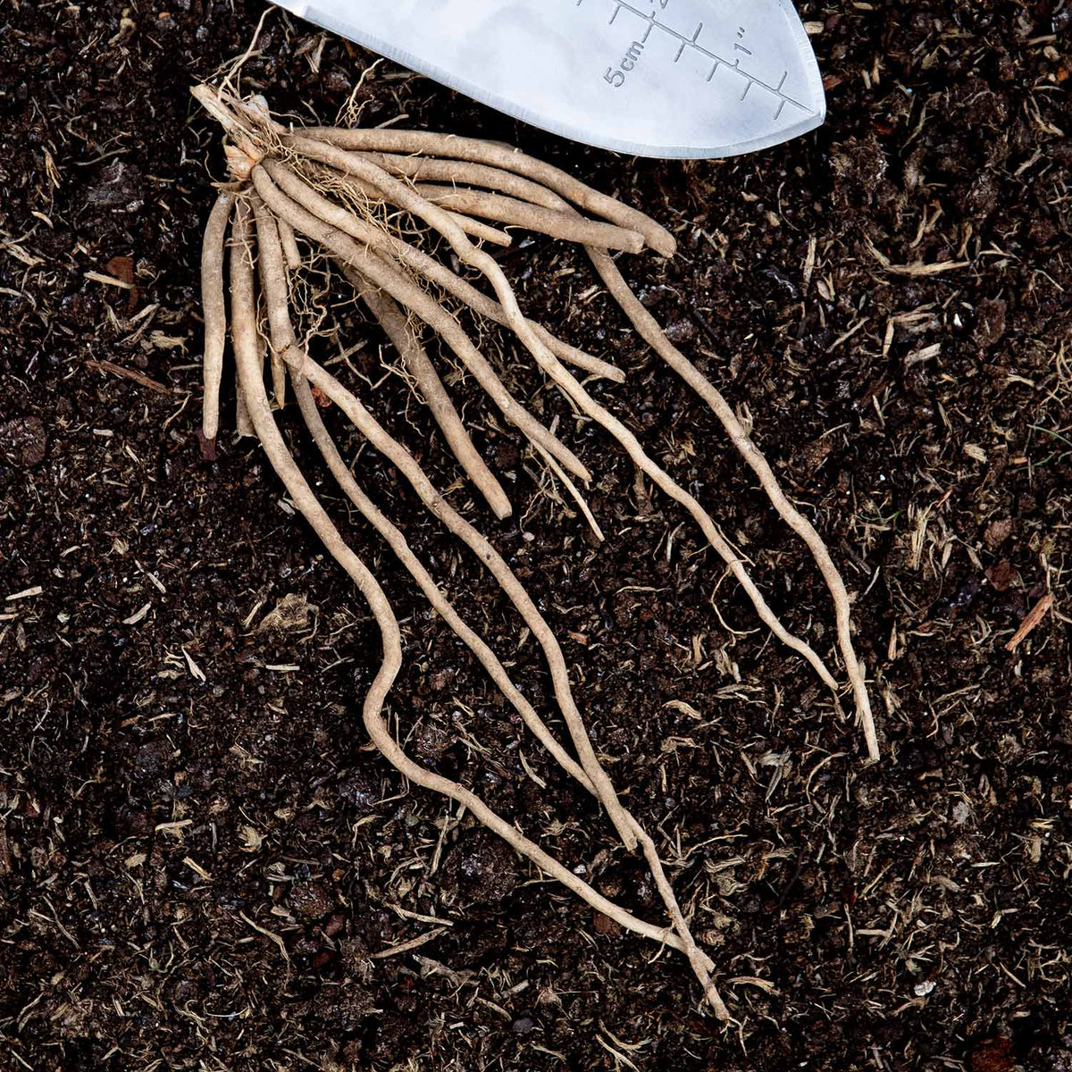 Asparagus 'Mondeo' 10 Crowns Buy Asparagus Crowns Online Asparagus Crowns for Sale