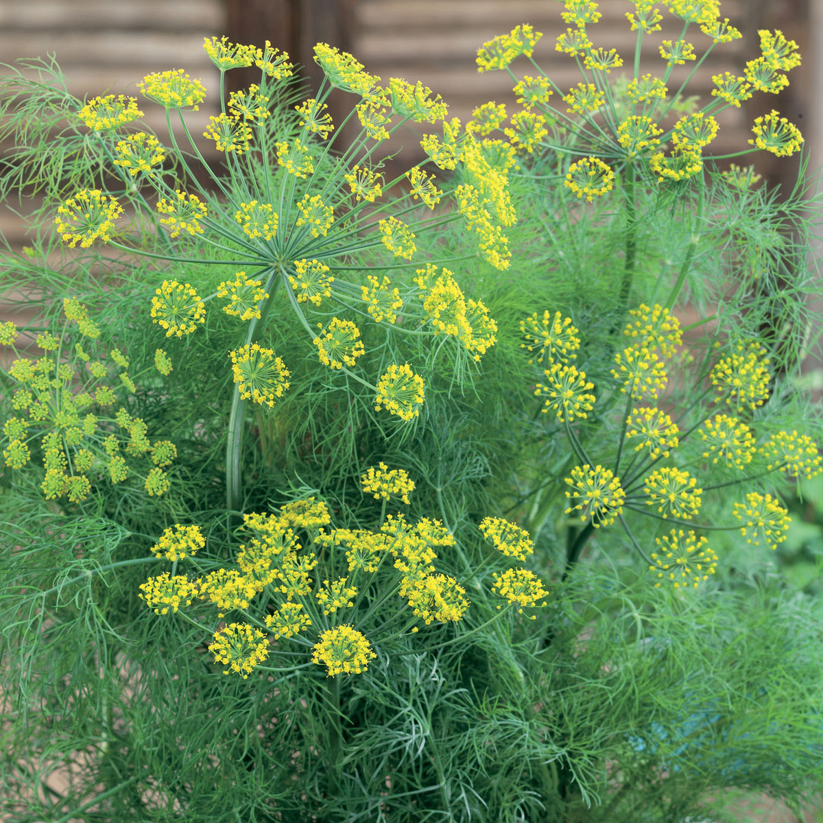 Dill 3 9cm Plants Buy Dill Plants Online Dill Plants for Sale