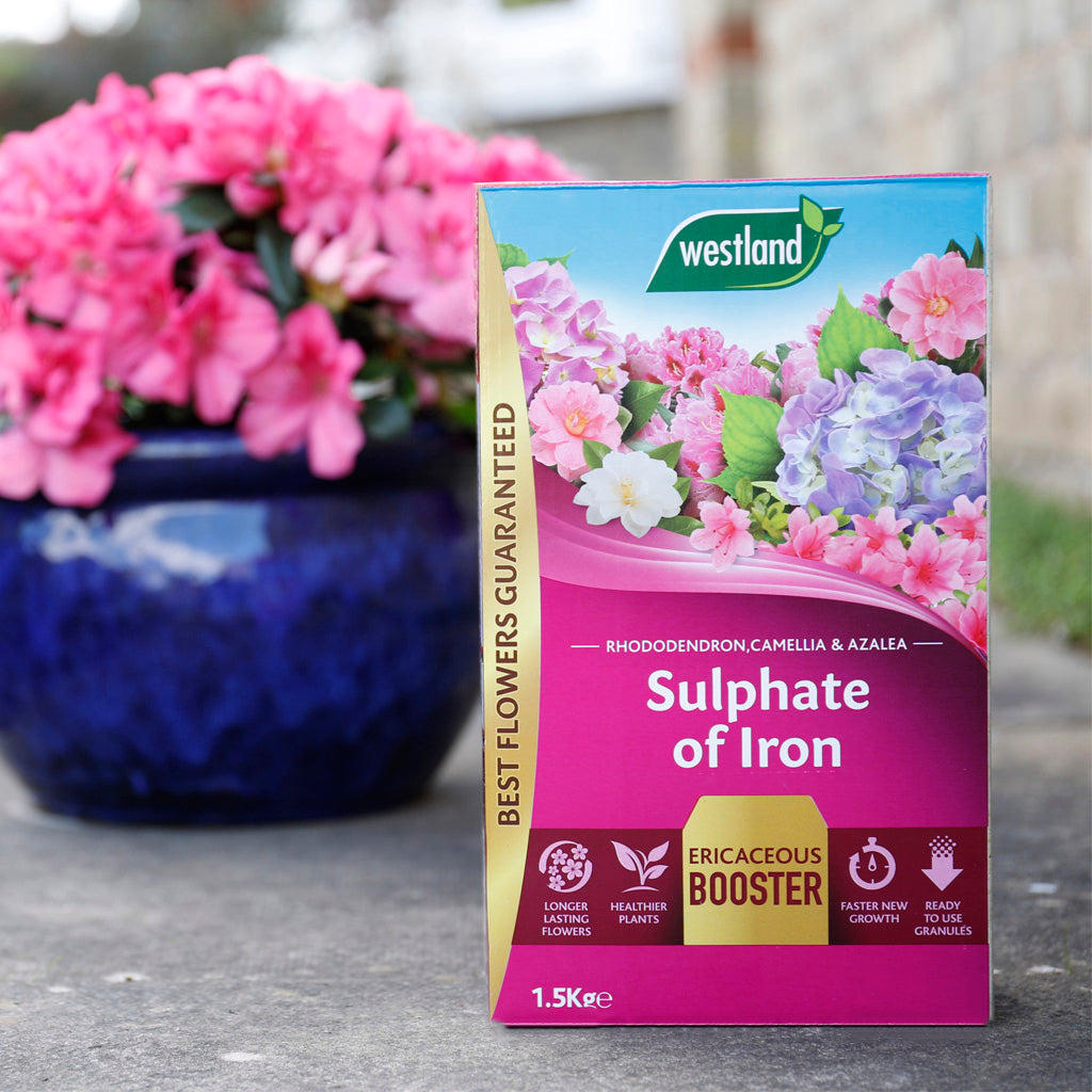 fertilizer for ericaceous plants Sulphate of Iron Ericaceous