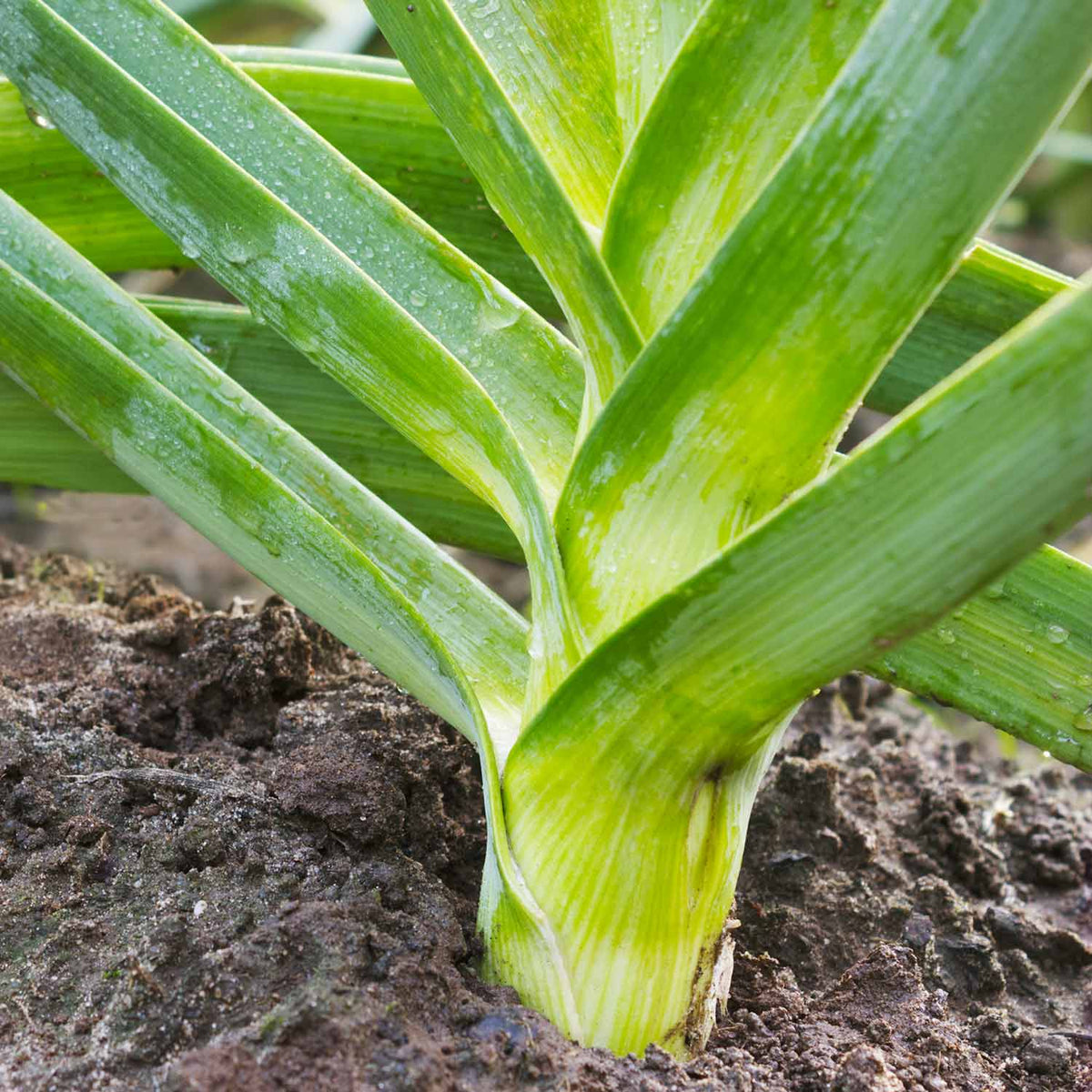 Leek 'Jolant' 12 Plants Buy Leek Plants Online Leek Plants for
