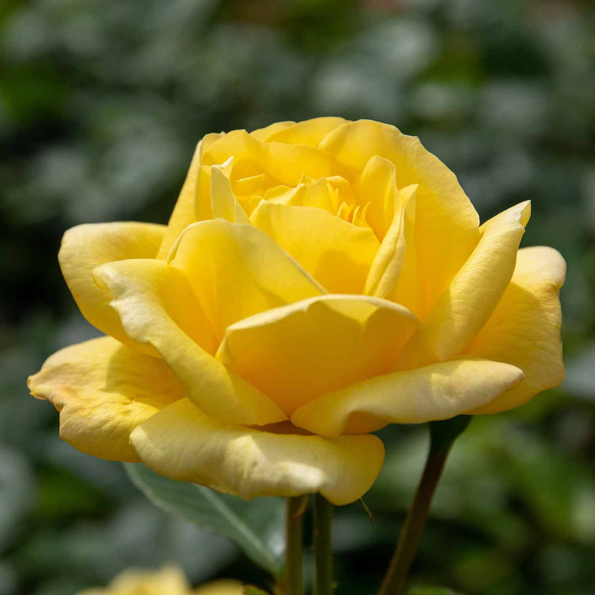 Award Winning Rose (Floribunda) Arthur Bell Buy Bare Root Roses Online Bare Root Roses for