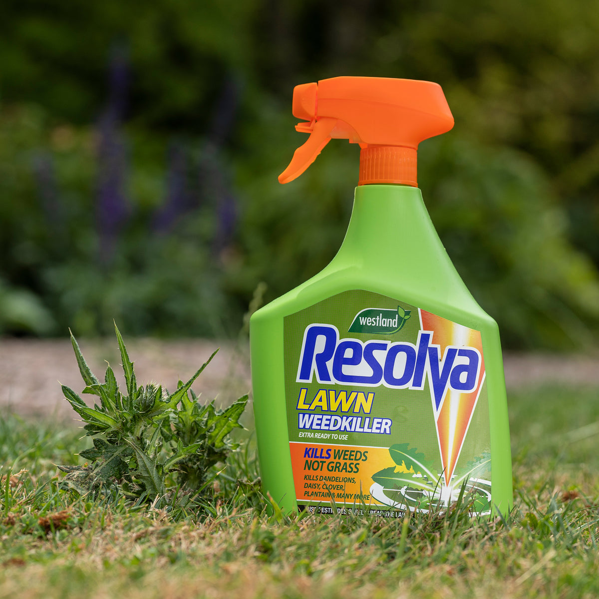Resolva Lawn Weedkiller Ready To Use 1L Buy Weed Killer Online