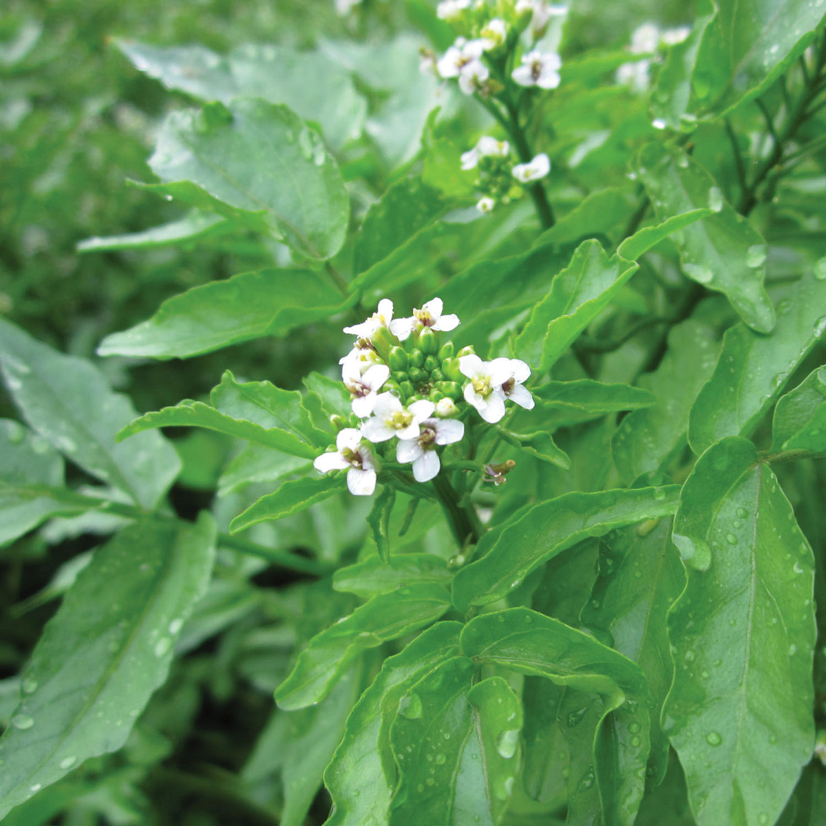 Rorippa nasturtium aquaticum 1Ltr Potted Pond Plant Buy Pond Plants