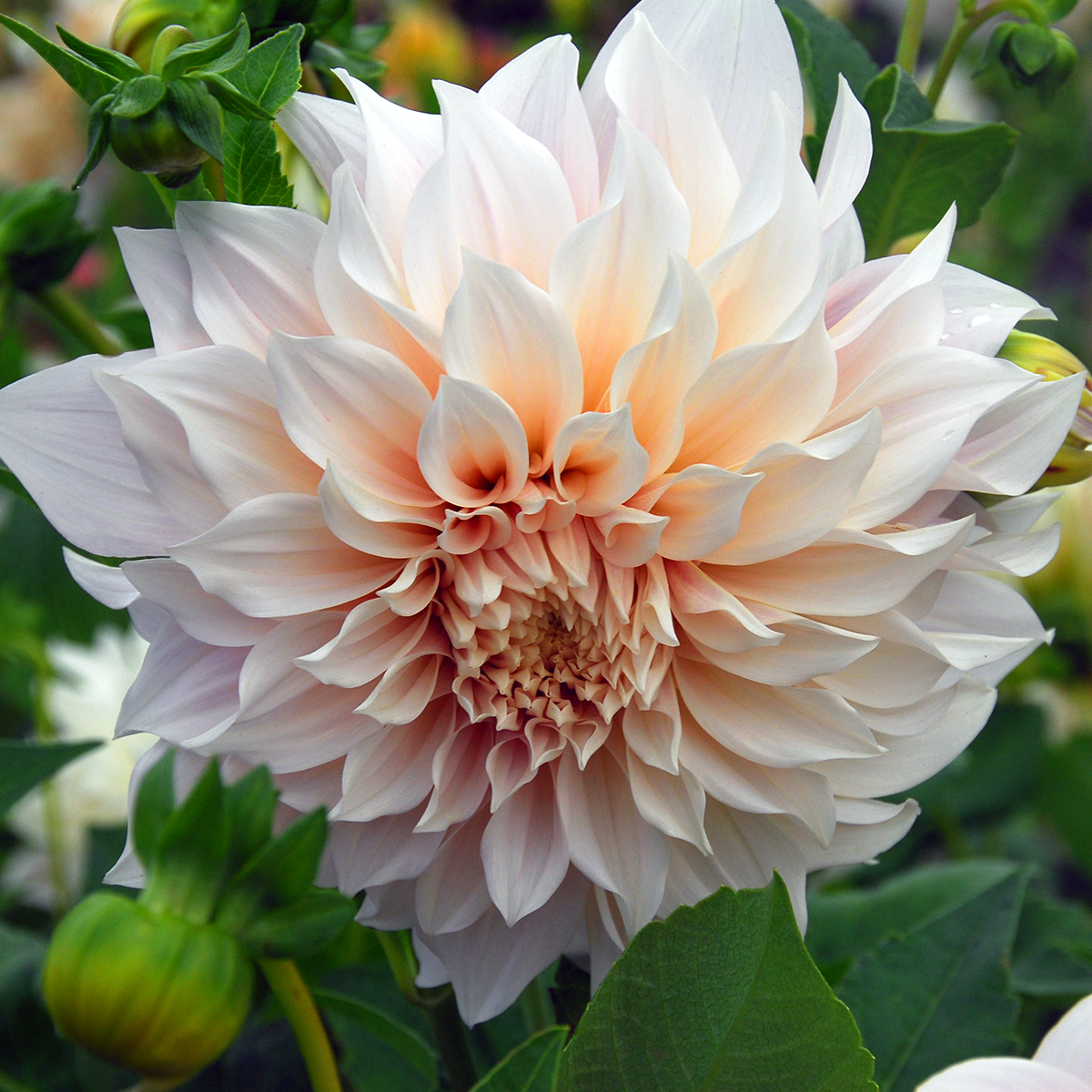 Buy Cafe Au Lait Dahlia Tubers Online