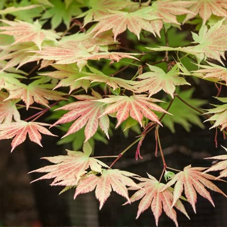 Buy Acer Orange Dream 3l Potted Shrub Online 