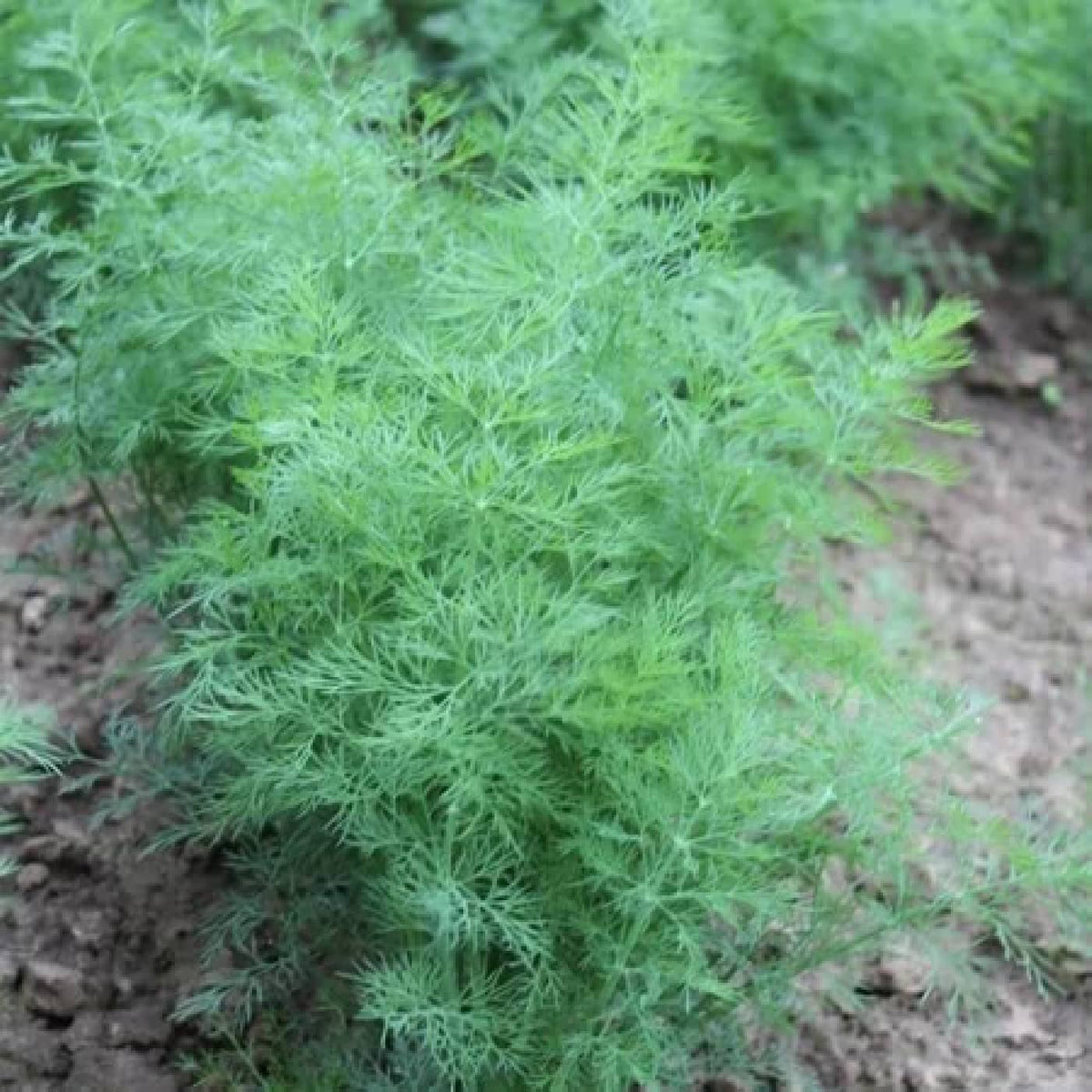 Dill Seeds Buy Dill Seeds Online Dill Seeds for Sale Marshalls Garden