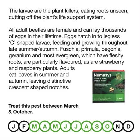 Nemasys vine weevil killer standard pack : : Garden