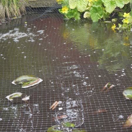 bird net for fish pond Bird/Pond Netting 4m x 10m lasting protection in various Zoom Lizard 6