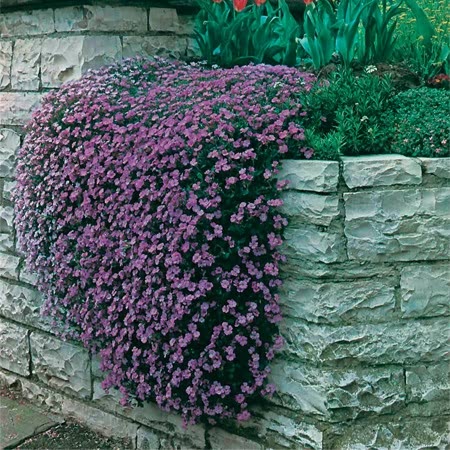 aubrieta cascade purple flower seeds Aubrieta Seeds 'Purple Cascade'