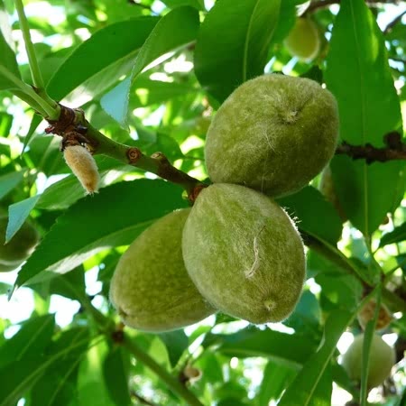 Almond Nut Trees For Sale