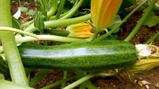 A Complete Guide on When to Sow Courgette Seeds in the UK