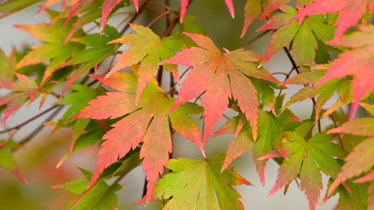 How to grow acer trees