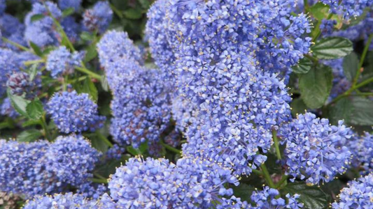 How to grow ceanothus