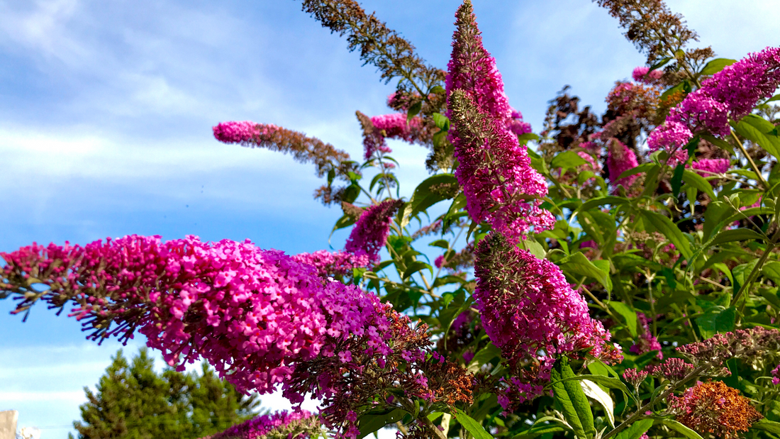 A Guide to Growing Buddleia in Your Garden